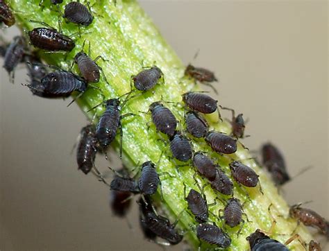 Balkan Ecology Project : Aphid Life Cycle