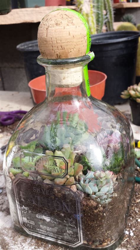 PATRON bottle terrarium | Bottle terrarium, Patron bottle crafts, Bottle garden