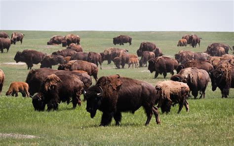 Bison Return to Badlands National Park for First Time Since Late-1800s - InsideHook