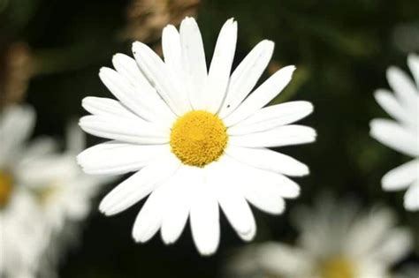 Cuál es el significado de las flores blancas