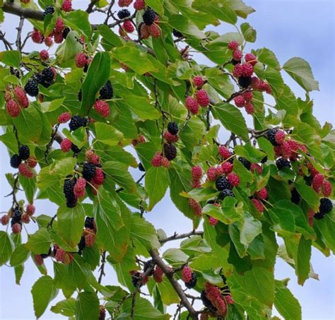 Morus nigra (Black Mulberry) | Farmyard Nurseries