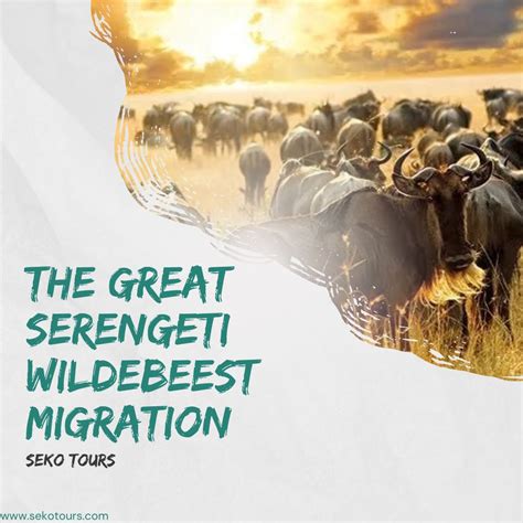 Guide to a 2023/2024 Wildebeest Migration Safari - Seko Tours