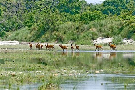 Chitwan National Park Package - Golden Nepal Holidays