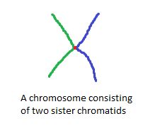 Chromosome and Chromatid Numbers during Mitosis and Meiosis | DAT Bootcamp