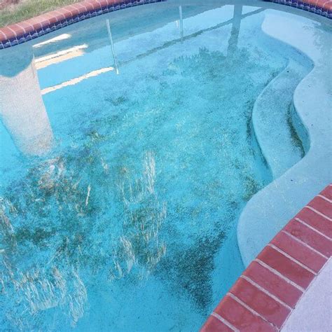 Kill Black Algae In Your Swimming Pool. How To Easily Do It.