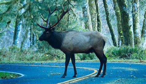 Wildlife Watching in Olympic National Park