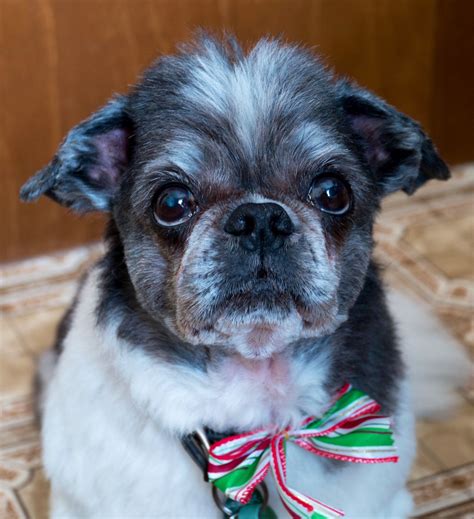 Sweet ShihTzu | Shih tzu, Shih tzus, French bulldog