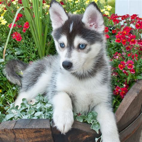 Affordable Pomsky Puppies For Sale Near Me - Pets Lovers