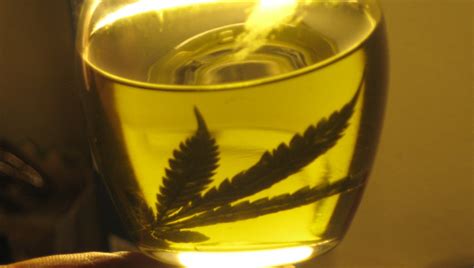 Illegal Cannabis Oil Cures Father's Terminal Brain Cancer: He Will Continue Dosing - Activist Post