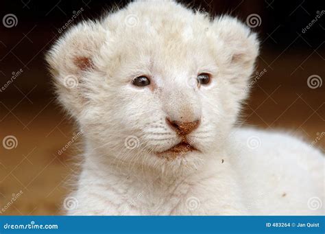 White lion cub stock photo. Image of cubs, white, heterozygous - 483264