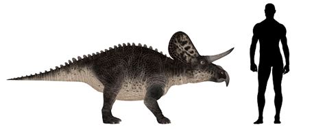 Illustration Of An Zuniceratops Vs Human Size Comparison Stock Photo - Download Image Now - iStock