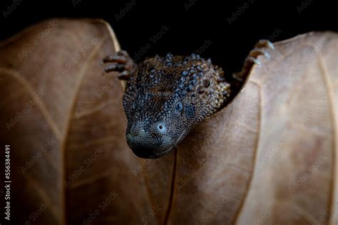 Earless Monitor Lizard (Lanthanotus borneensis) is a species of lizard endemic to Indonesia and ...