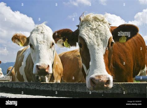 Simmental breed hi-res stock photography and images - Alamy