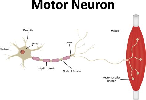 Motor Neuron: Function, Types, And Structure