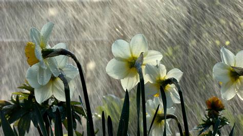 Rainy Spring Day Wallpaper - WallpaperSafari