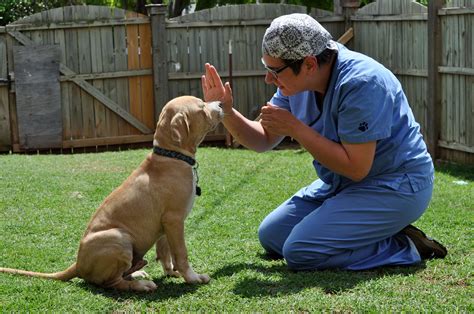 Dog Obedience Training: Should Aware of It | Pets Nurturing