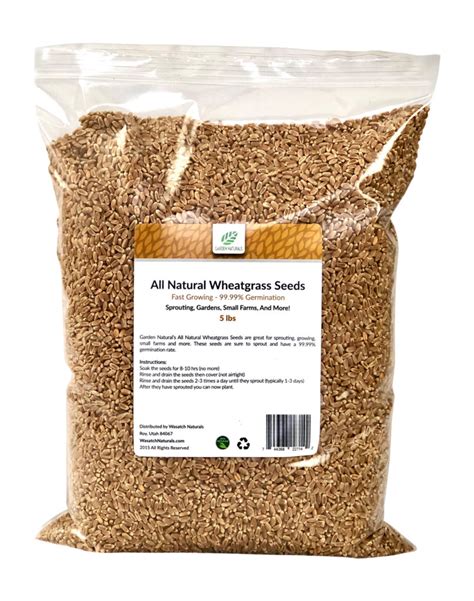 All Natural Wheatgrass Seeds - Wasatch Naturals