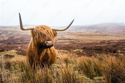 scottish highland cow in field. Highland cattle. Scotland Stock Photo ...