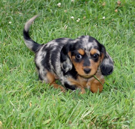 1000+ images about Black/Tan Dapple Dachshunds on Pinterest | The end, Sweet and Minis