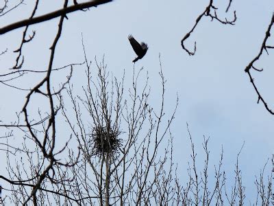 The Rattling Crow: Nesting Rooks