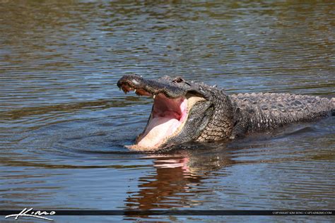 Gator with Mouth Open in the Water | Royal Stock Photo