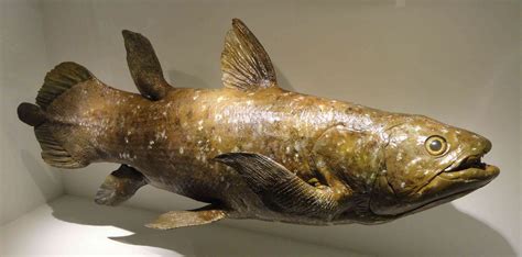 Coelacanth: the "Living Fossil"