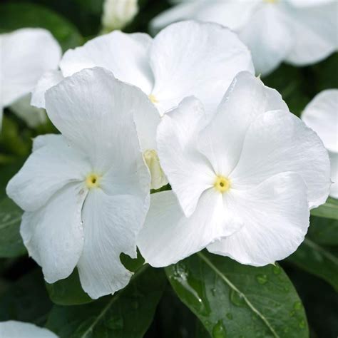 Drought Tolerant Periwinkle Vinca Rosea White Ground Cover Plant Seed | Ground cover, White ...