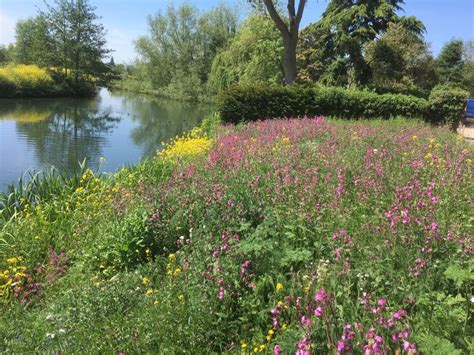 Wild flower meadow turf with wild orchid seed | Wild Flower Lawns and Meadows