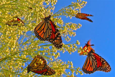 Dallas Trinity Trails: 2013 Monarch Butterfly Migration