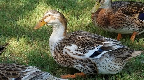 Silver Appleyard Ducks - Baby Ducklings | Cackle Hatchery®