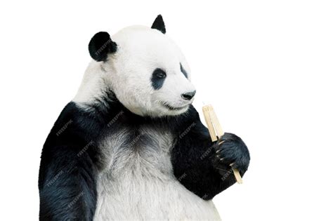 Premium Photo | Giant panda eating bamboo isolated over white background