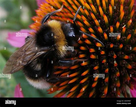 Cusworth hall gardens hi-res stock photography and images - Alamy