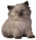 Kitten PNG Clipart - Best WEB Clipart