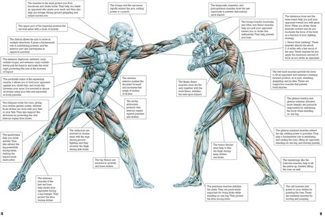 frederic delavier strength training anatomy Print | Martial arts techniques, Martial arts ...