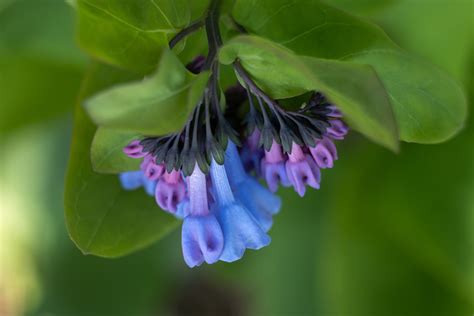 Bluebells of Virginia - Creative Nature Photography Tips and Techniques /Lori Lankford ...