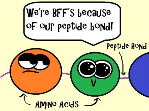 World of Biochemistry (blog about biochemistry): Cartoon - Pepetide bond