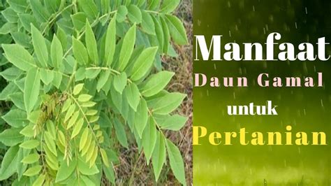 Manfaat daun gamal untuk pertanian - YouTube