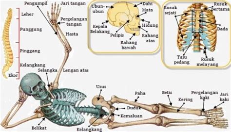 Susunan Rangka Manusia Gipeng - Riset