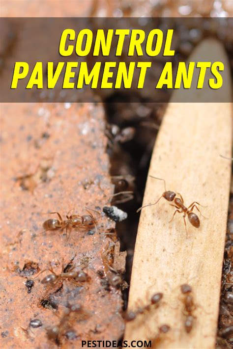 Control Pavement Ants | Ants, Patio stones, Ants in house