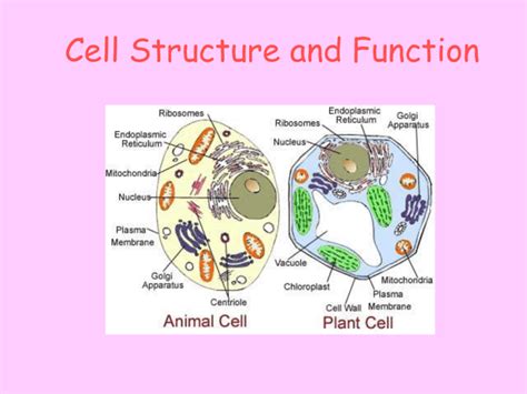 cells ppt Sept 2014