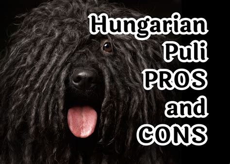 Seven special traits of the Hungarian Puli dog breed