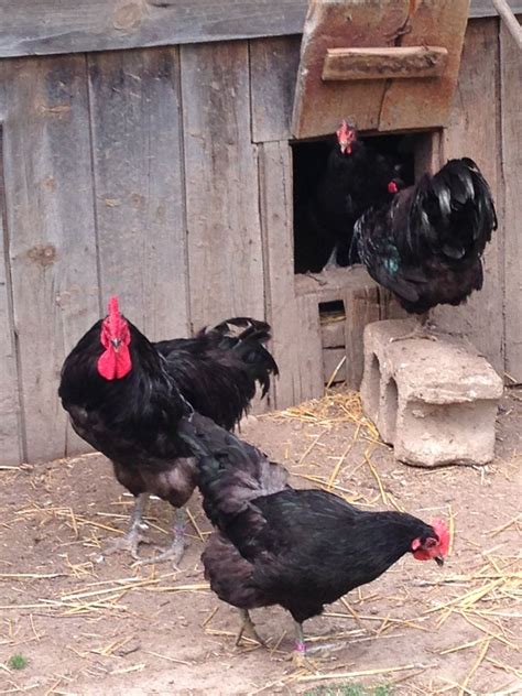 Rare breed Java Chickens at Garfield Farm, Campton Hills, Il | Java ...