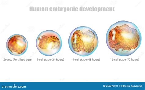 Early Stages Human Embryonic Development. Embryogenesis. Human Embryology Stock Vector ...