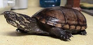 Mud Turtle Care - CHICAGO EXOTICS ANIMAL HOSPITAL