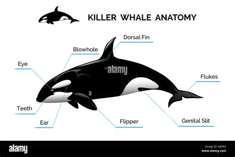 Sperm Whale Skeleton Diagram