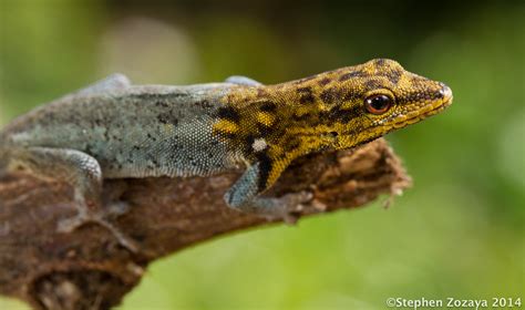 Yellow-headed dwarf gecko (Lygodactylus picturatus) | Flickr