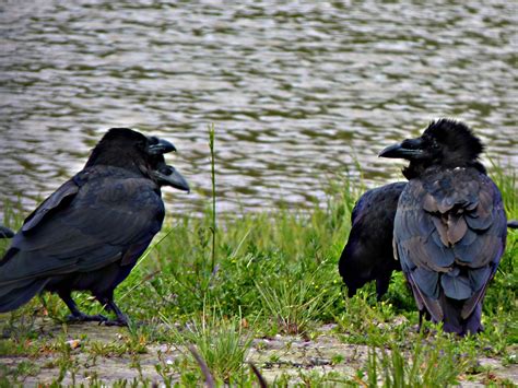 Raven's hanging out in alaska last summer at Alaska Wildlife Conservation Center | Alaska ...