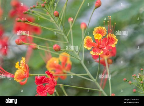 Caesalpinia flowers. Barbados Botanical Garden. Also known as Pride of ...