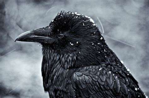 Raven in snow | Raven, Snow, Animals