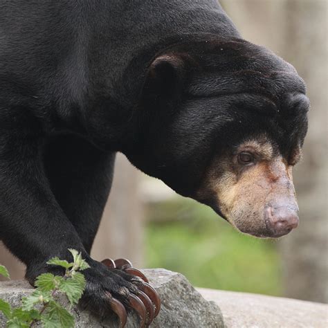 A Sunny Return to Edinburgh Zoo | Scott Liddell